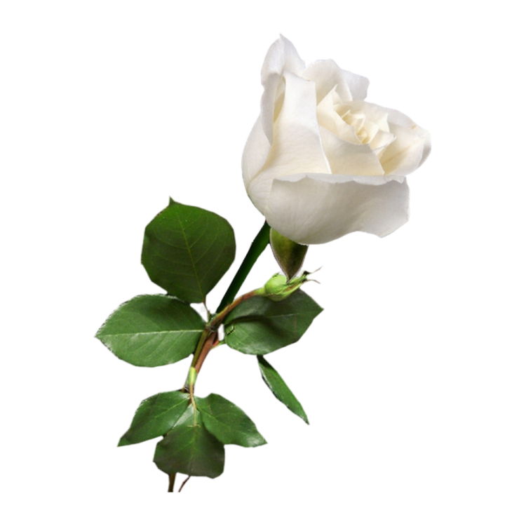 a single white rose on a white background