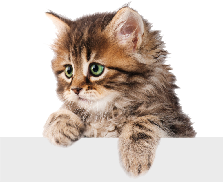 a small kitten sitting on top of a white sign