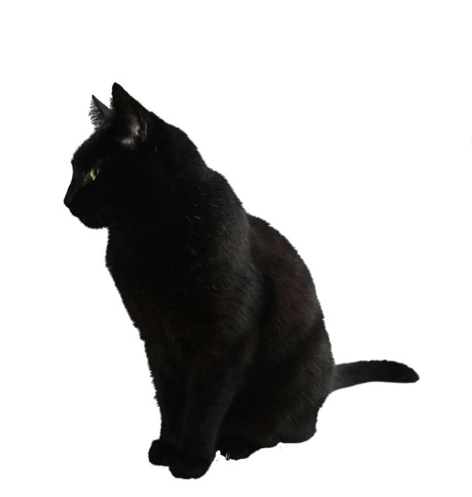a black cat sitting on a white surface