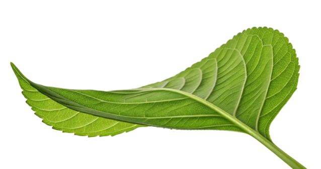 a green leaf on a white background