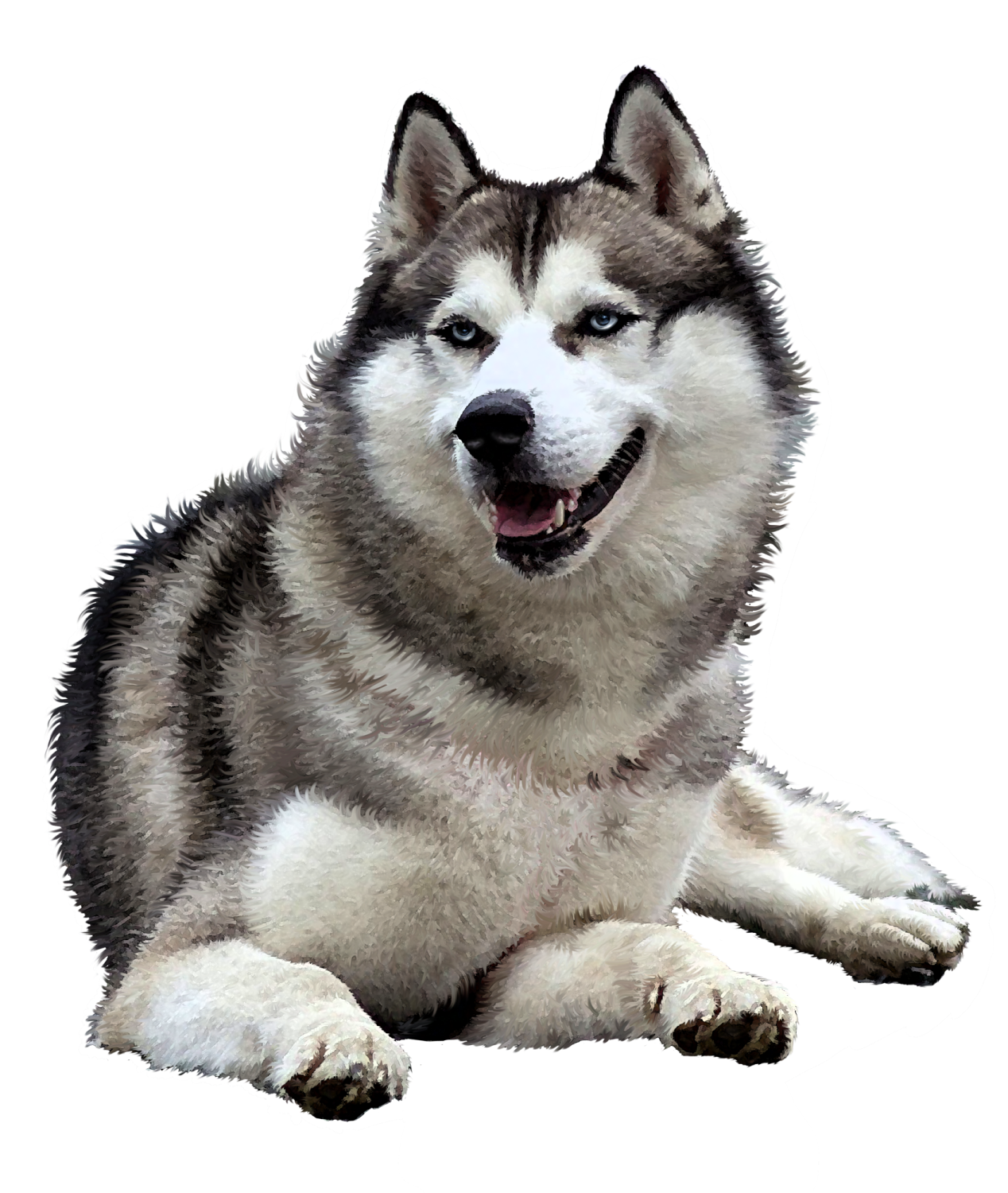 a husky dog laying down on the ground