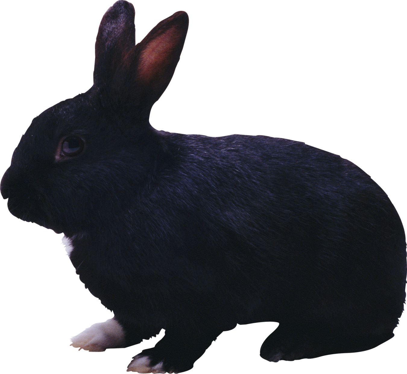 a black rabbit is standing on a white surface
