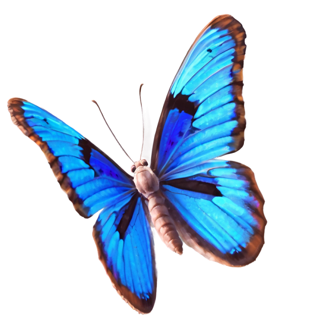 a blue butterfly on a white background