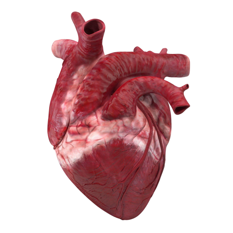 an image of the human heart
