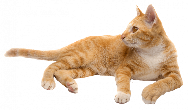 an orange and white cat laying on its back