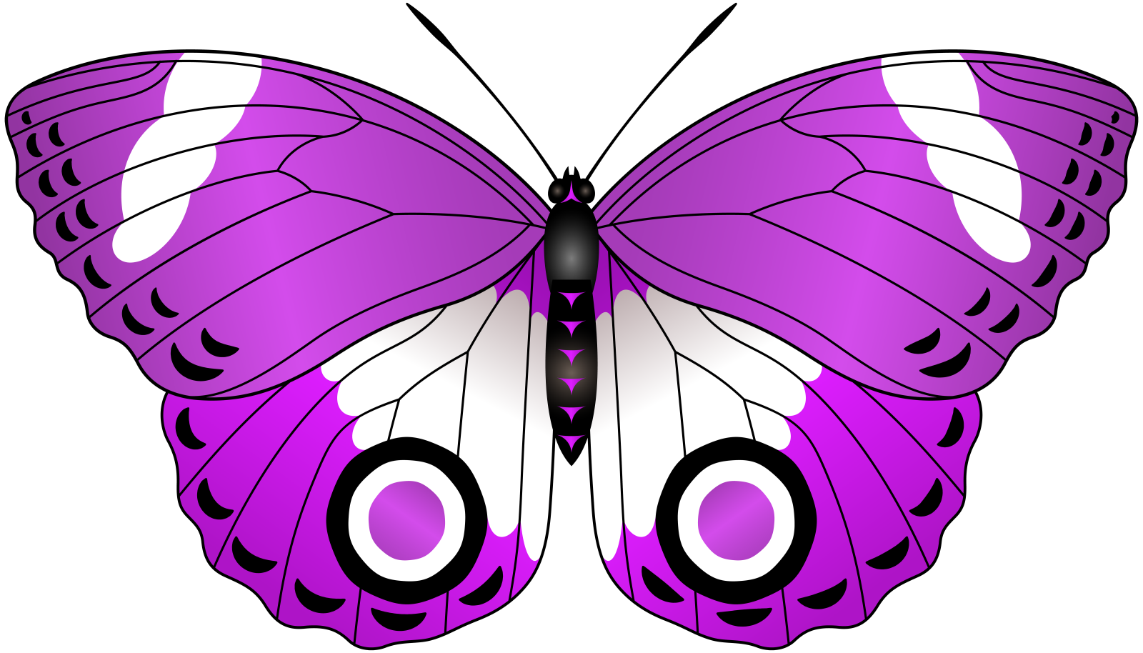 a purple butterfly on a white background