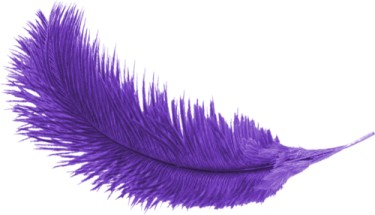 a purple feather on white background