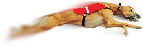 a dog wearing a red vest laying on its back