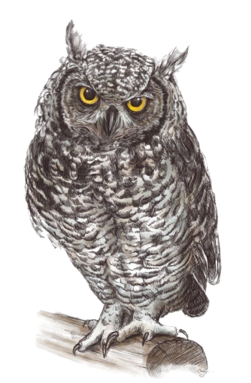 a drawing of an owl with yellow eyes