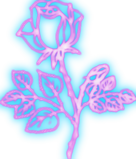 a pink rose on a white background