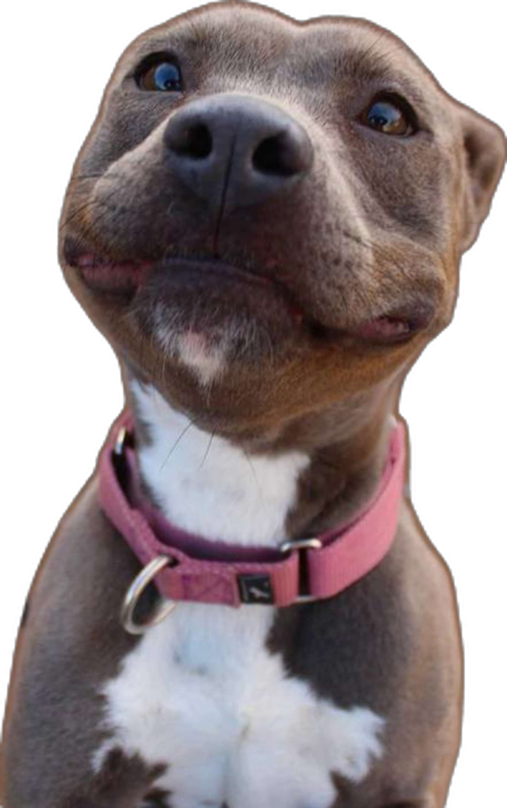 a brown and white dog with a pink collar