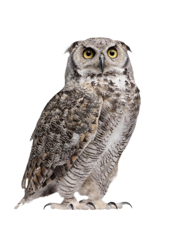 an owl sitting on a white background