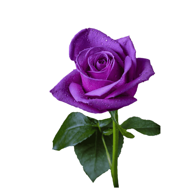 a purple rose with water droplets on it