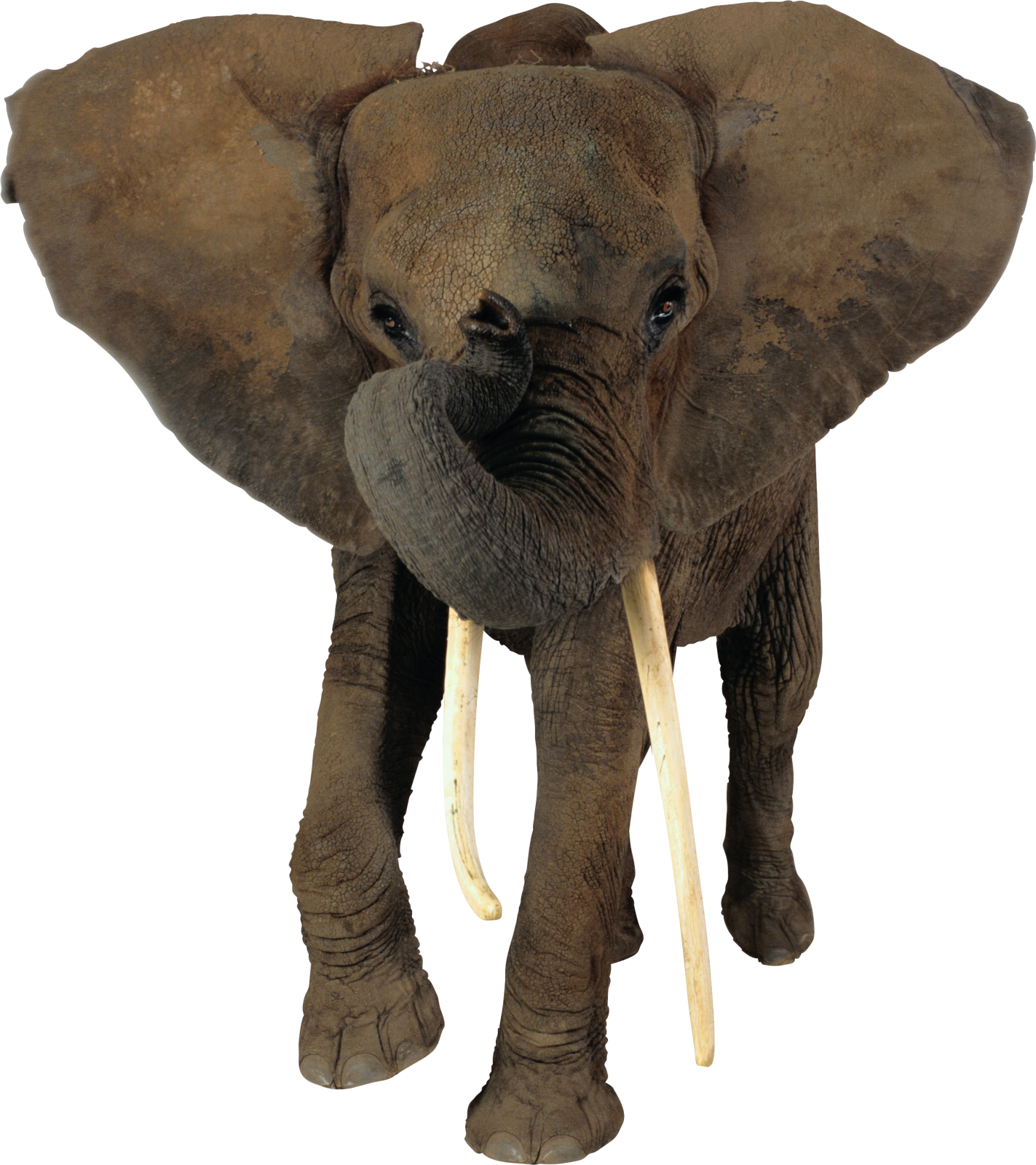 a close up of an elephant on a white background