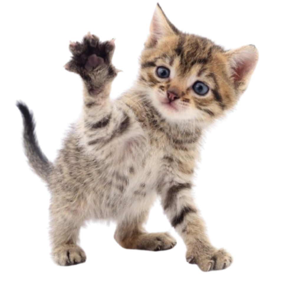 a small kitten standing on its hinds
