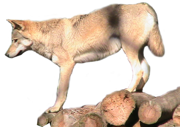 a wolf standing on top of a pile of rocks