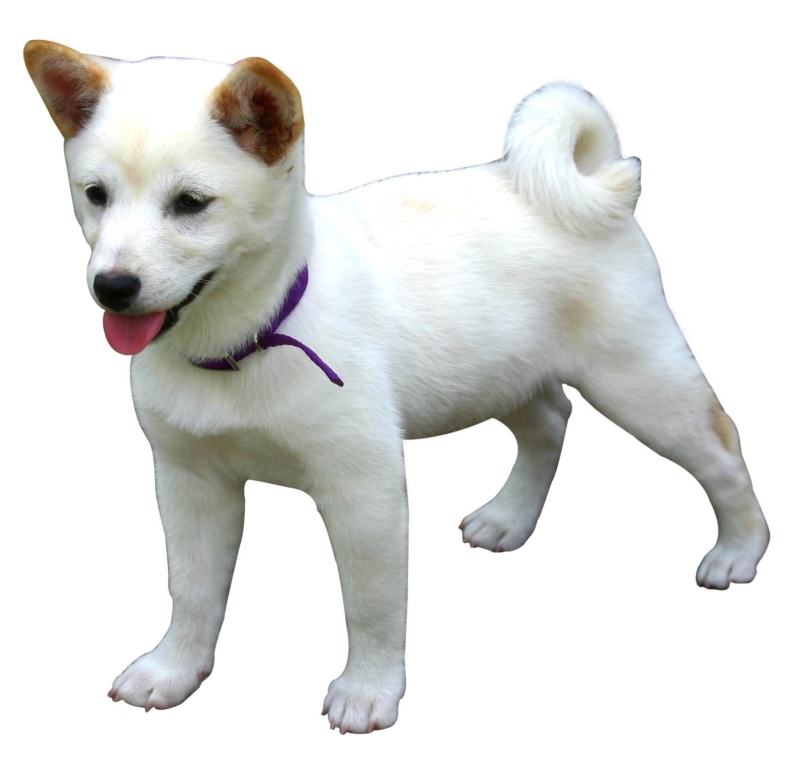 a small white dog with a purple collar