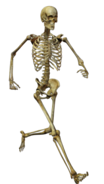 a skeleton is shown in this image