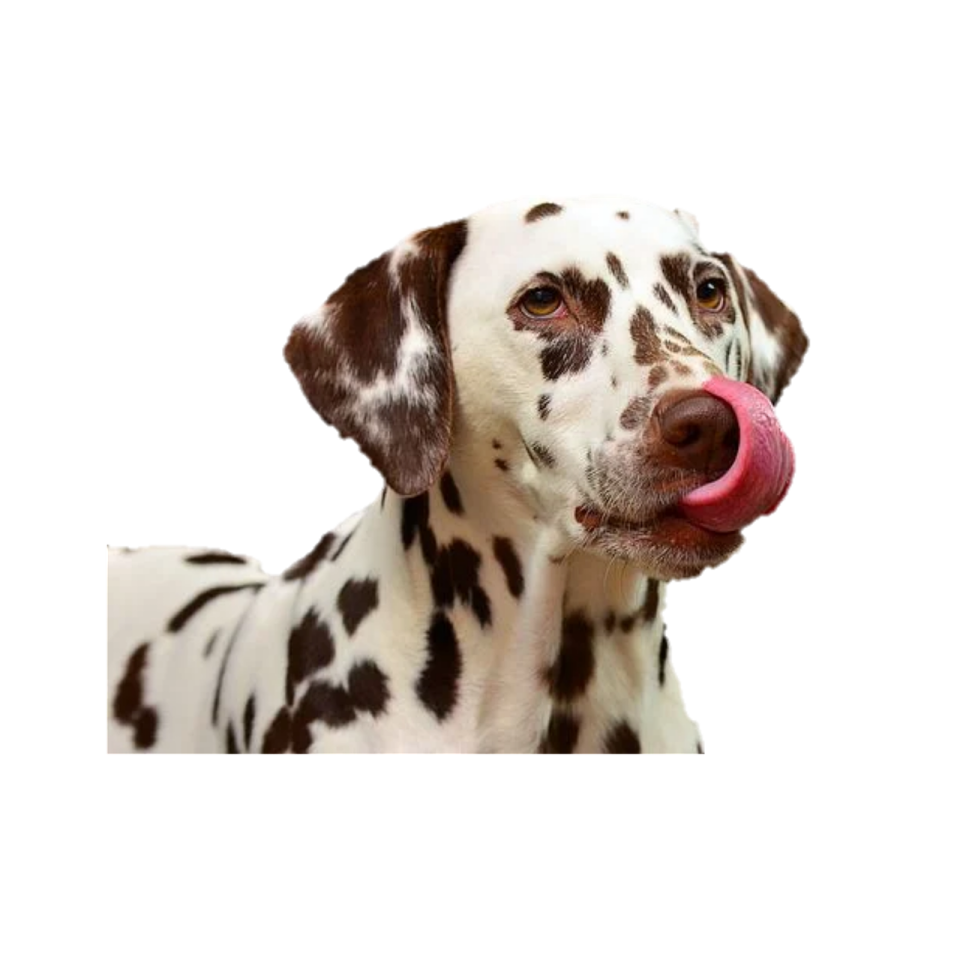 a daly dog with its tongue sticking out