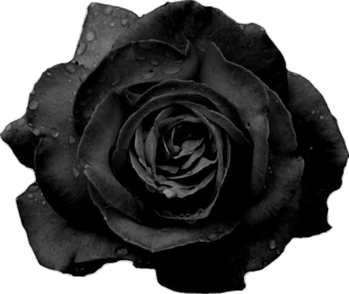 a black rose with water droplets on it