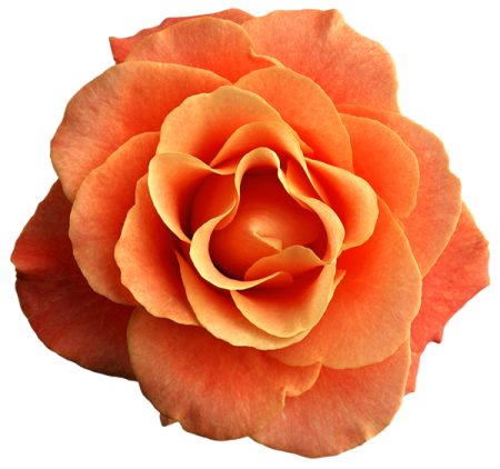a single orange rose on a white background