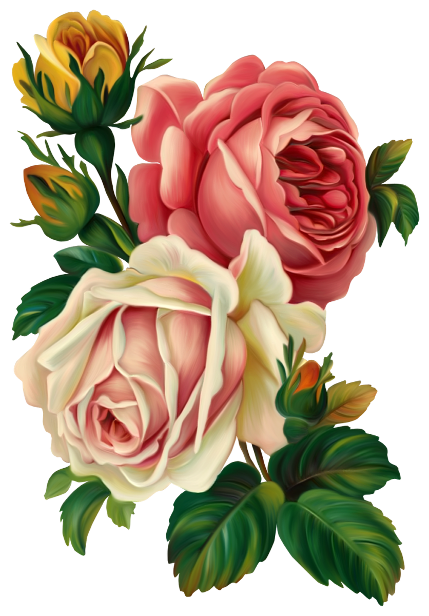 a bouquet of roses on a white background