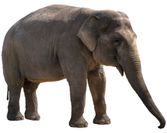 an elephant standing in front of a white background