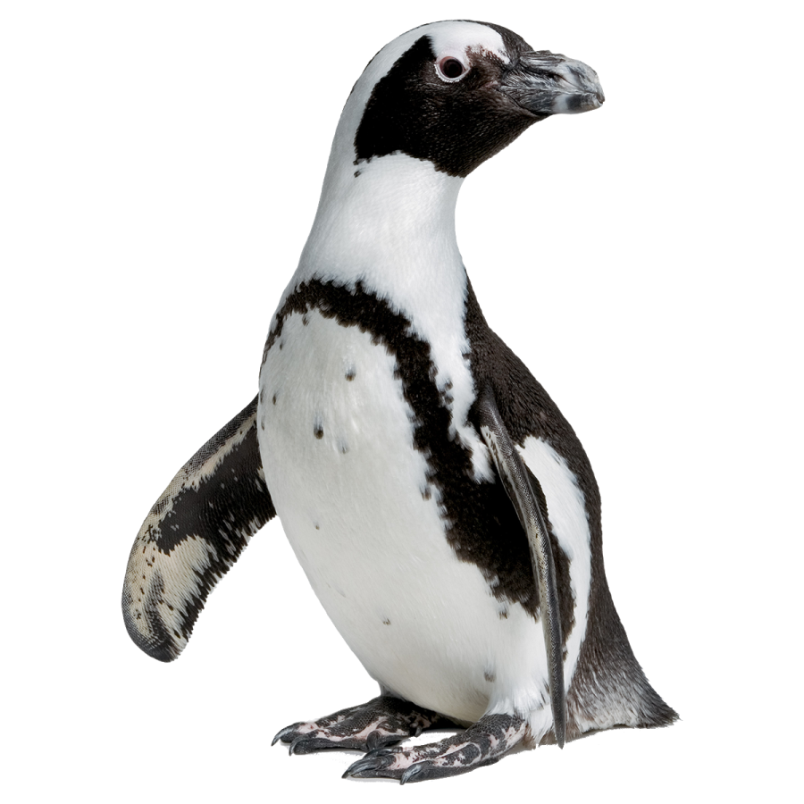 a black and white penguin sitting on the ground