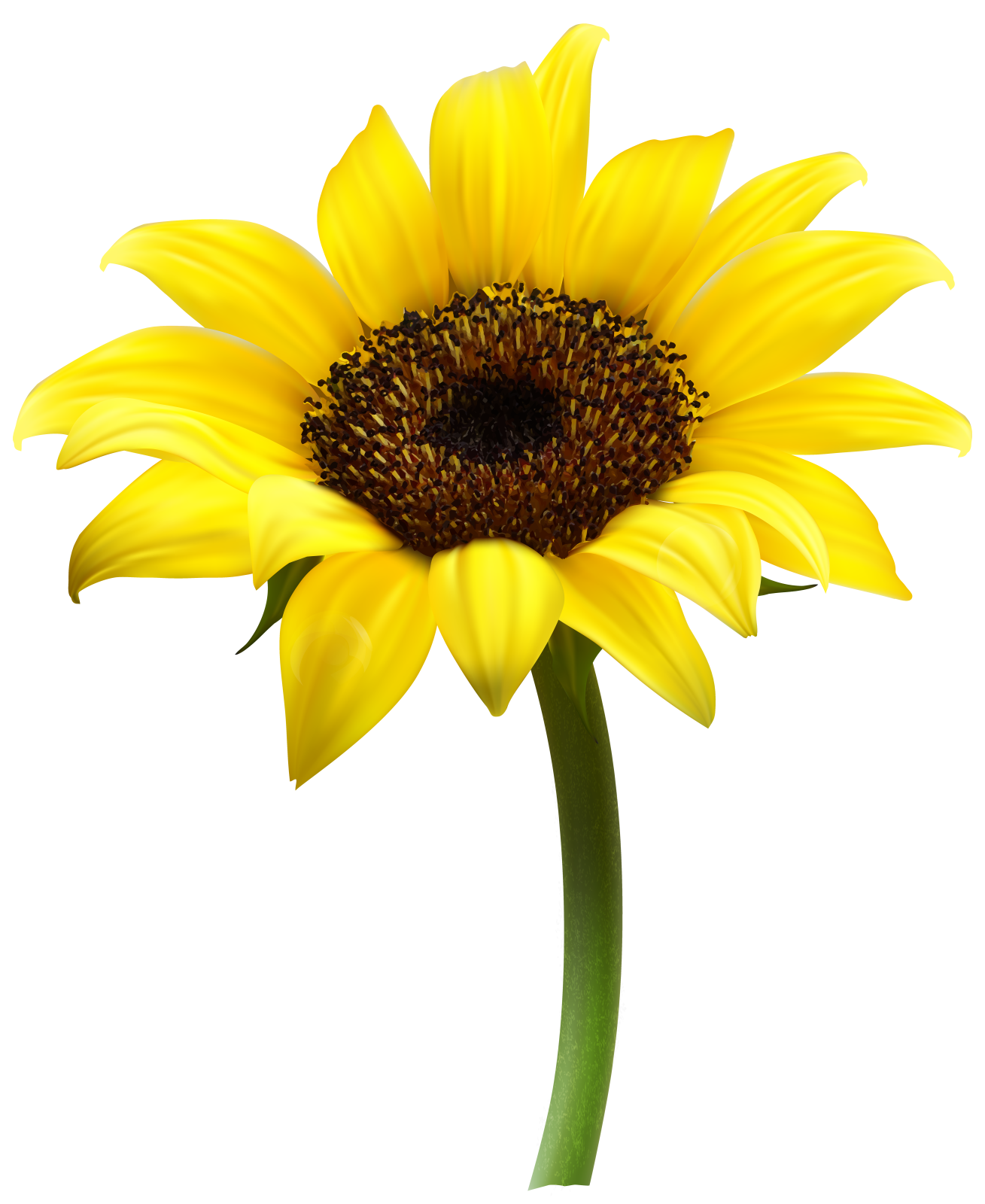 a yellow flower on a white background