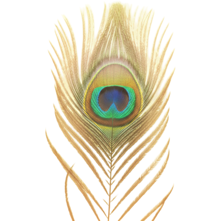 a peacock feather on a white background