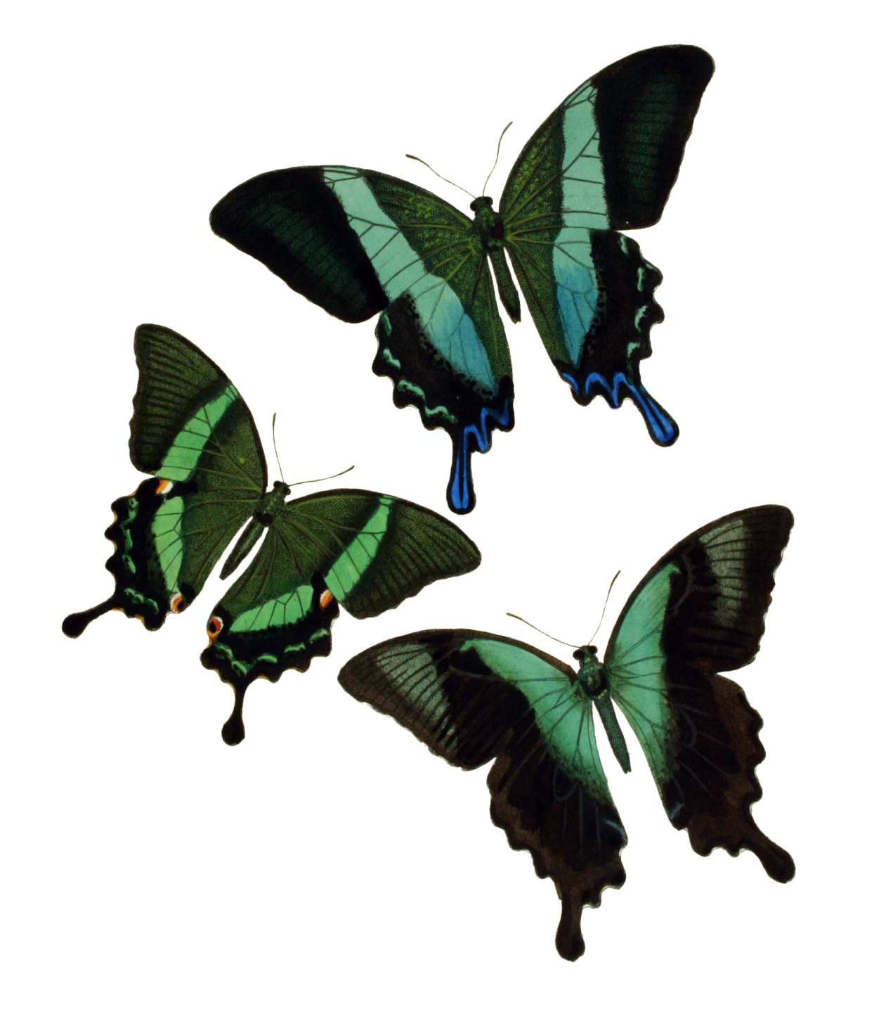 three green butterflies on a white background
