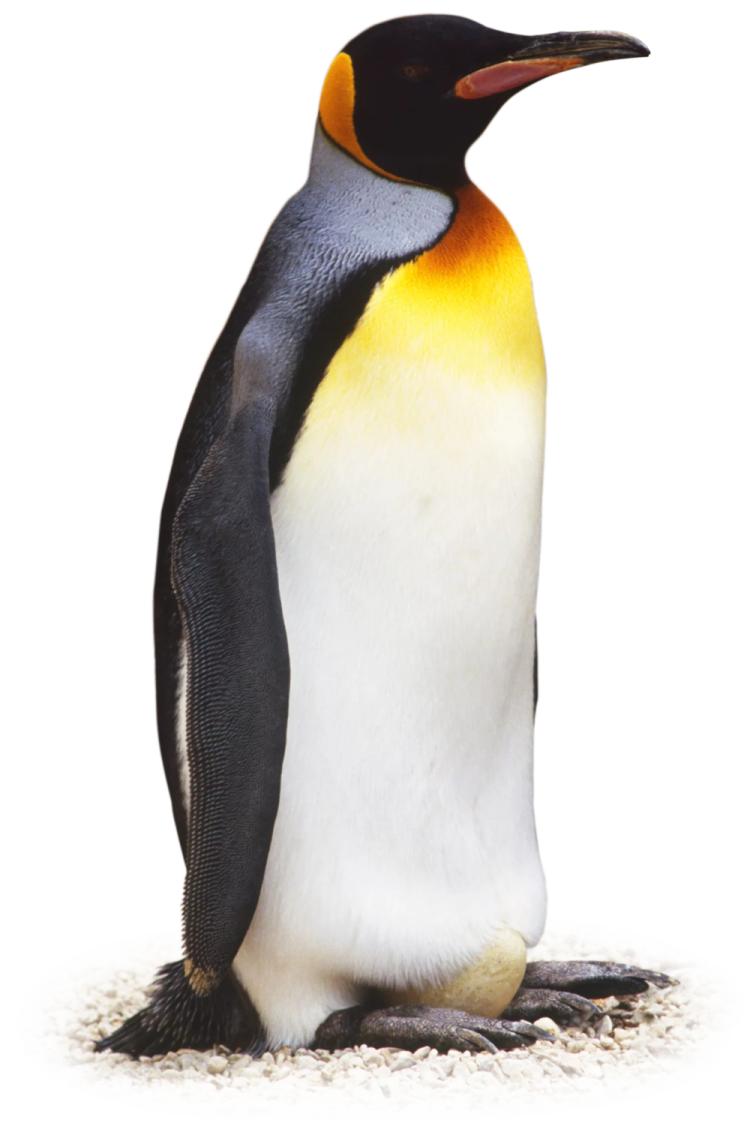 a penguin standing on top of a pile of sand