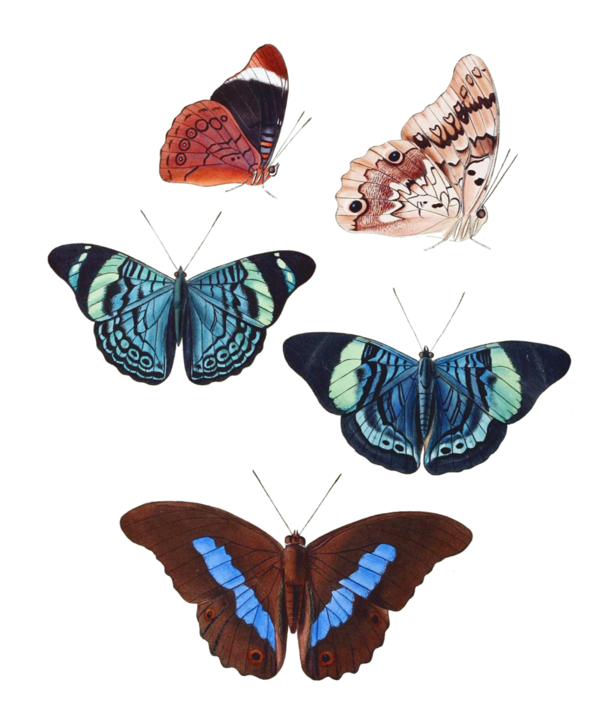 four butterflies on white background