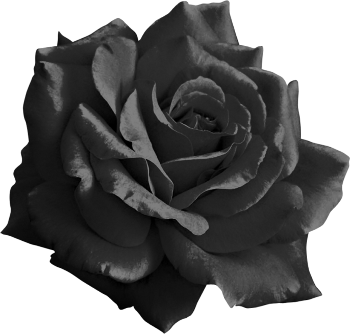 a black rose on a white background