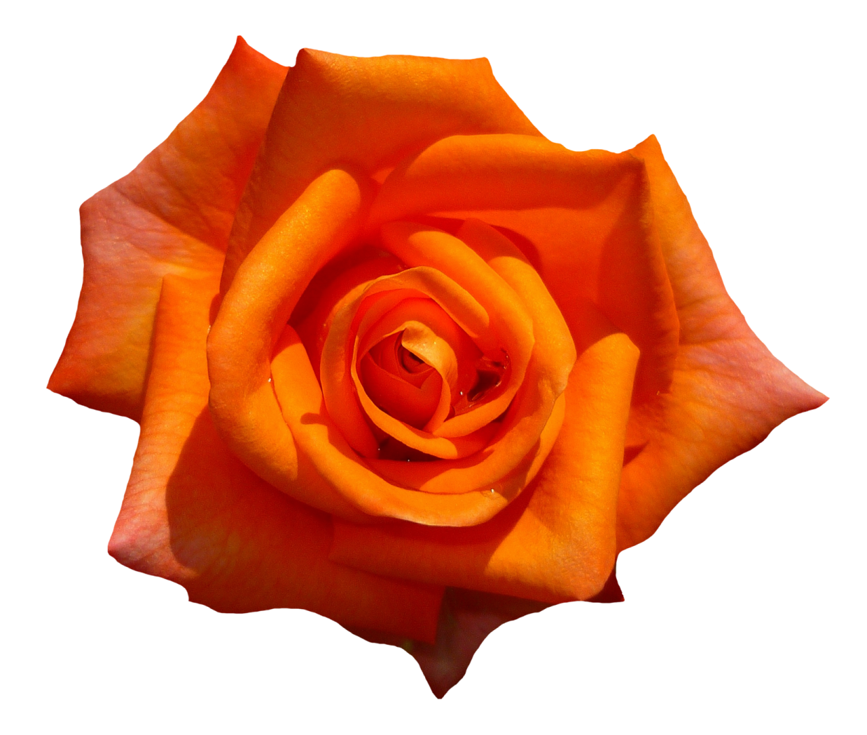 a single orange rose on a white background