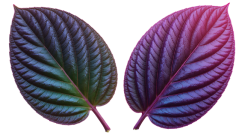 two colorful leaves on a white background