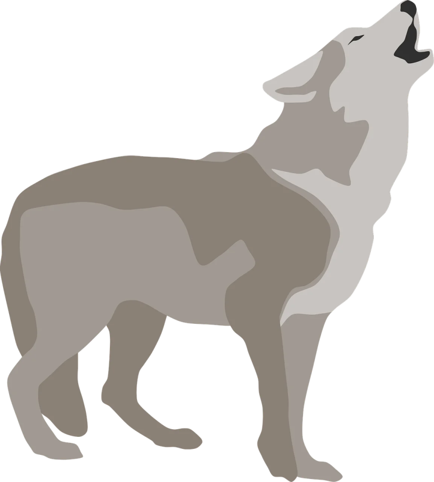 a wolf silhouetted on a white background