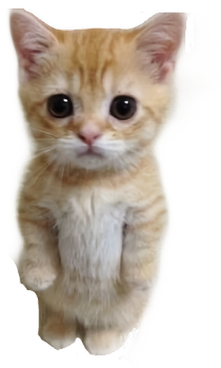 a small kitten is looking at the camera