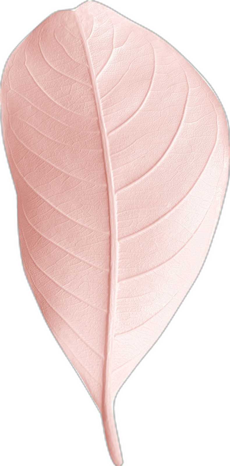 a pink leaf on a white background