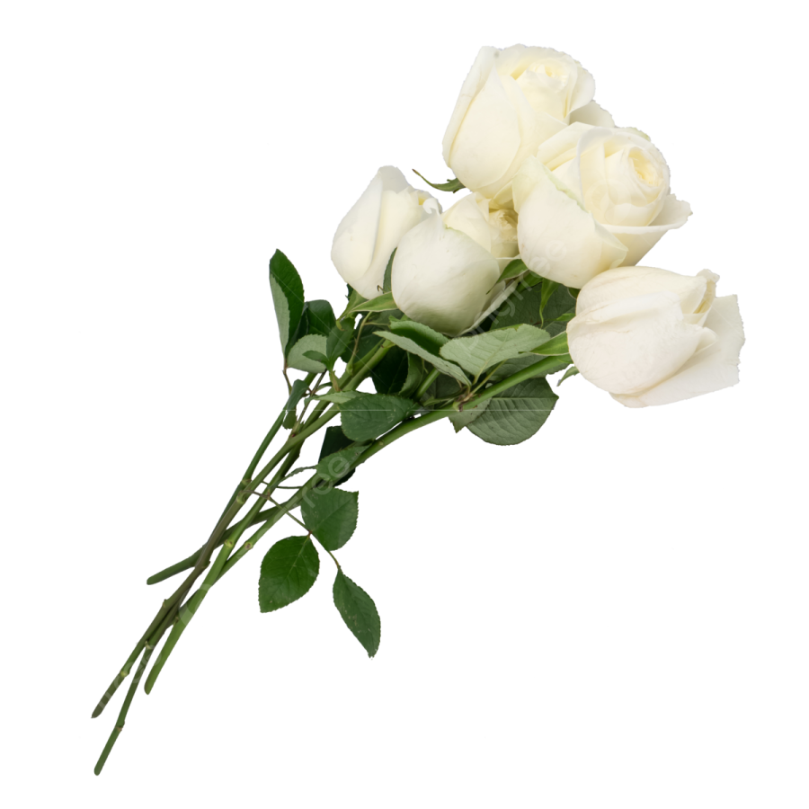 a single white rose on a white background