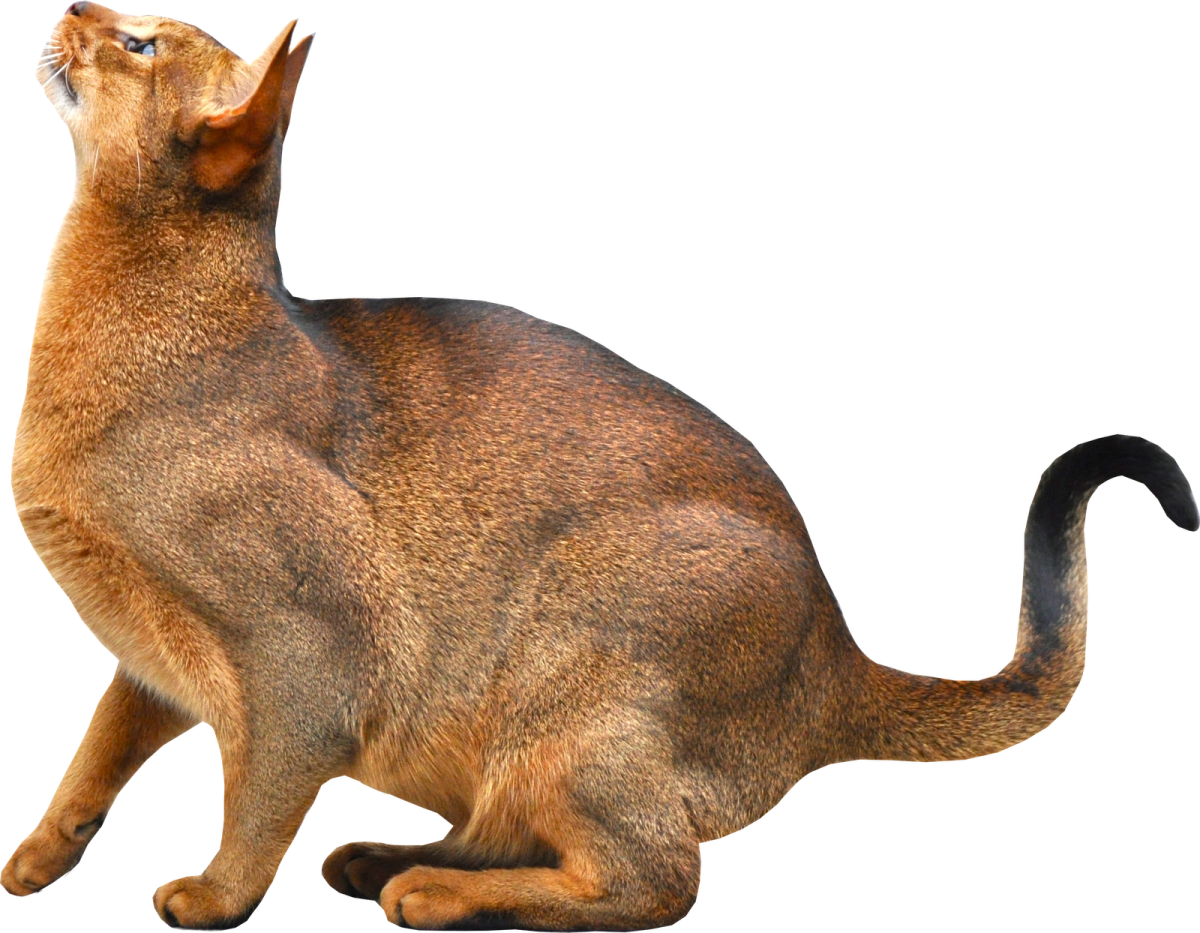 a cat sitting on the ground looking up