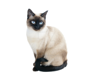 a cat with blue eyes sitting on a white surface