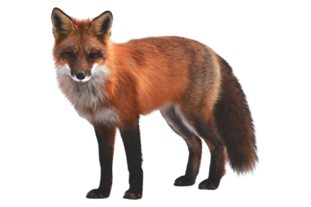 a red fox standing in front of a white background