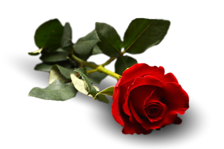 a red rose on a white background