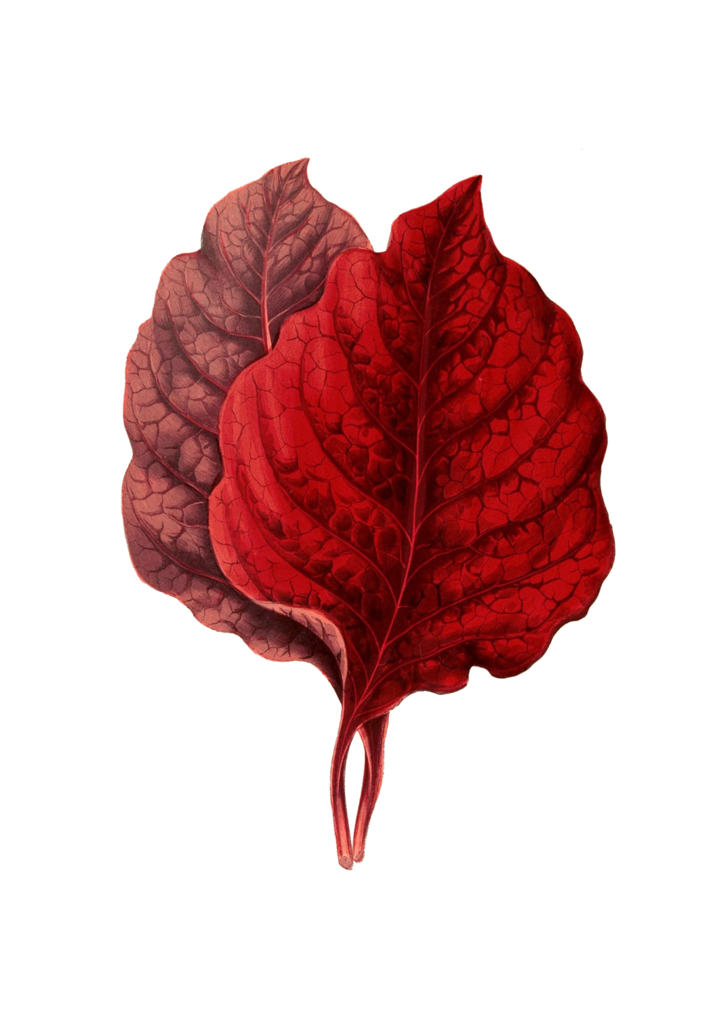 a red leaf on a white background