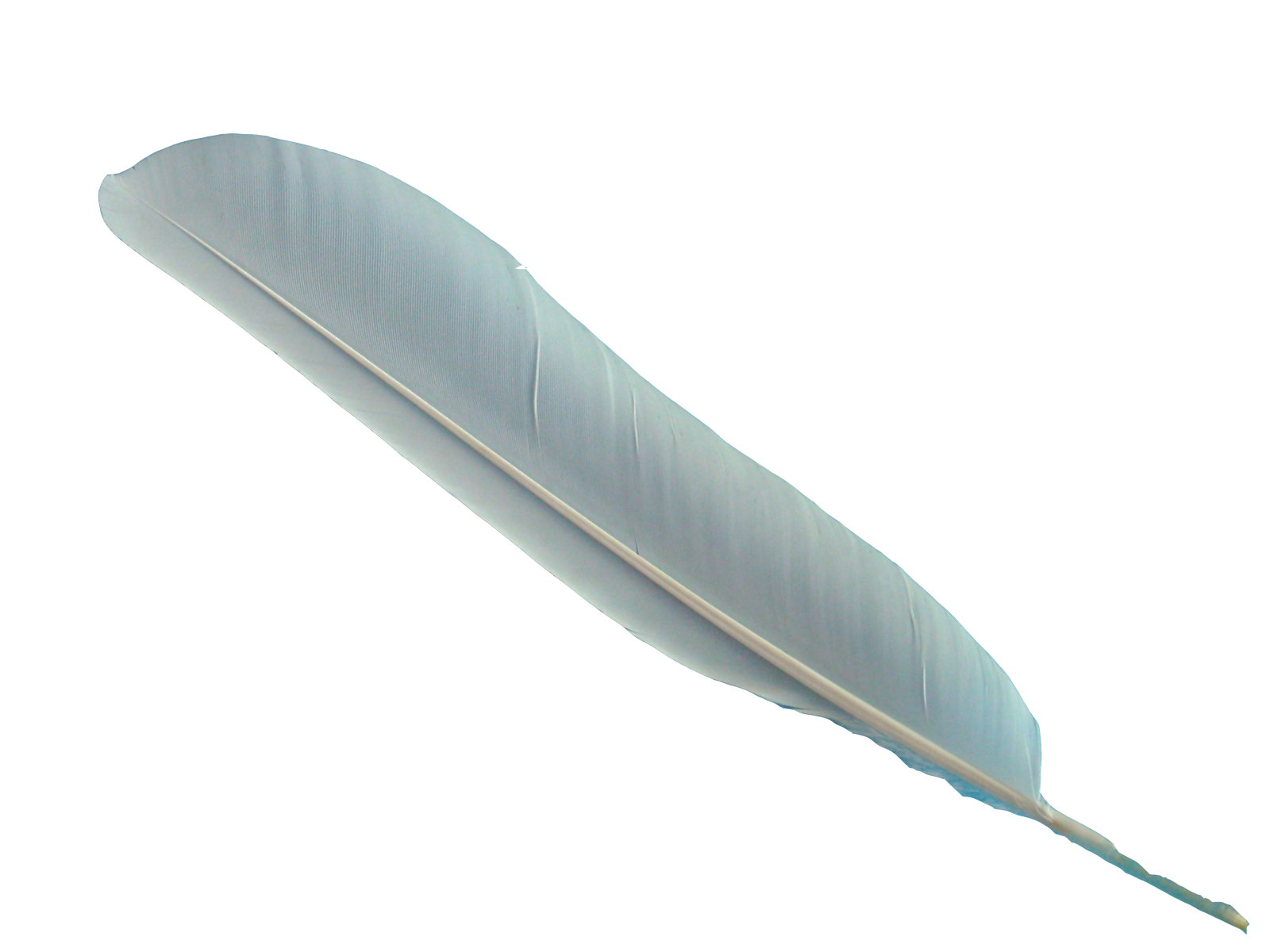 a blue feather on a white background