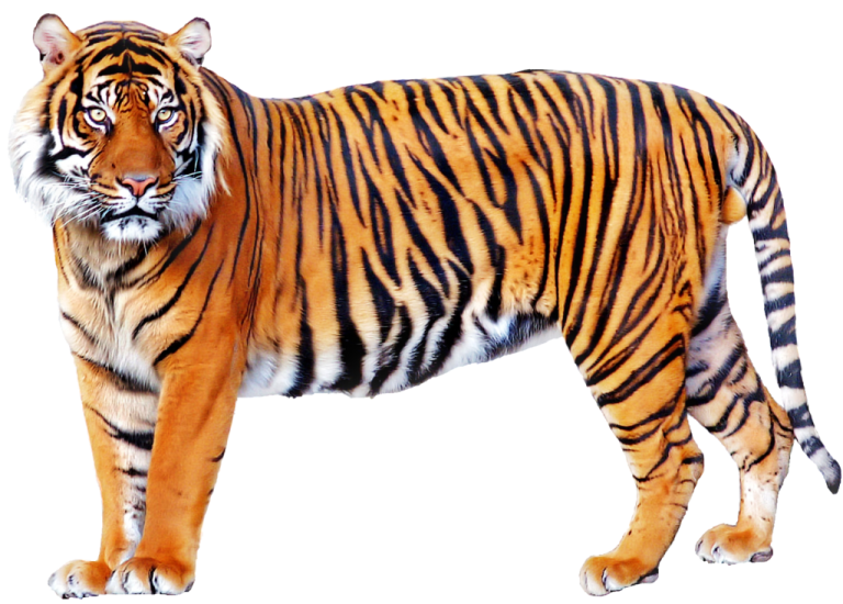 a tiger standing in front of a white background