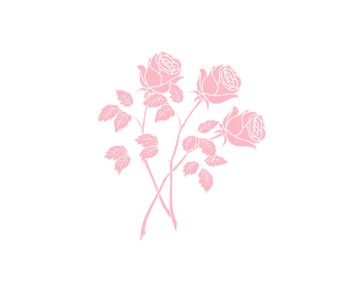 a pink rose on a white background