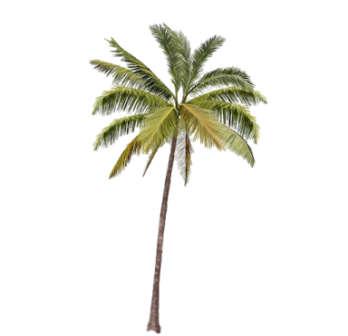 a palm tree on a white background