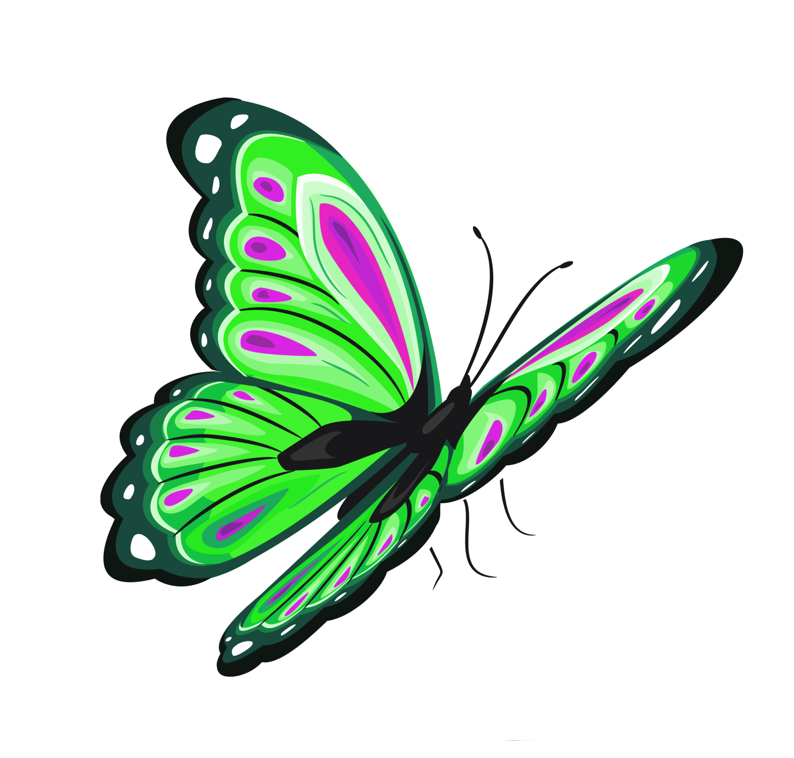 a green butterfly on a white background